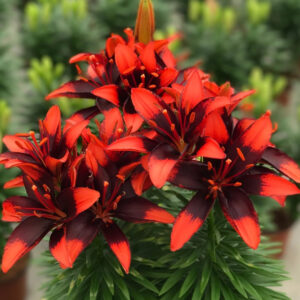 Tiny Ink Asiatic Lily