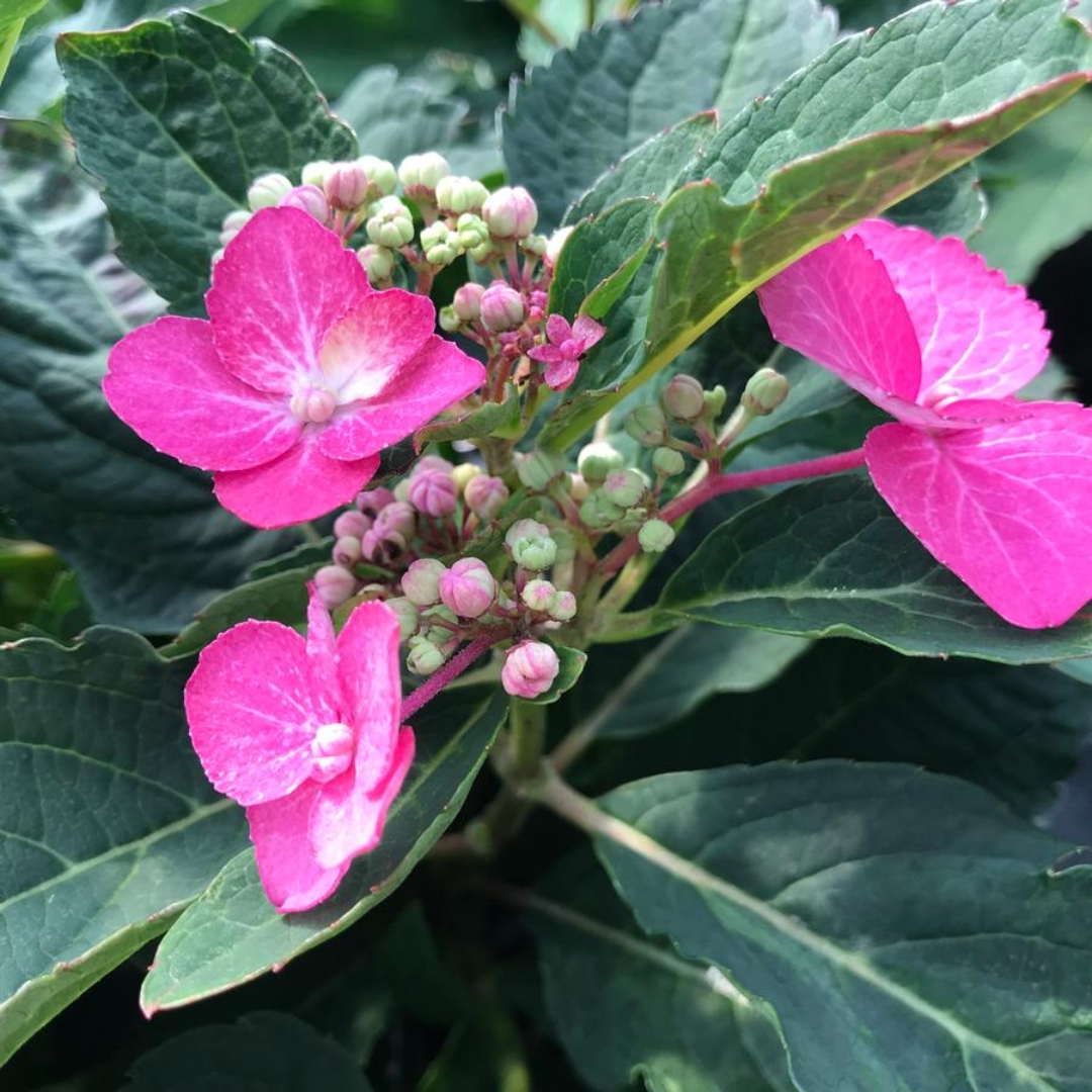 Tiny Tuff Stuff Top Fun Hydrangea flower close up