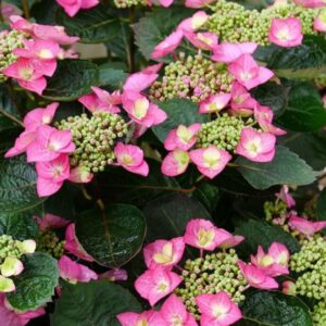 Tiny Tuff Stuff Top Fun Hydrangea