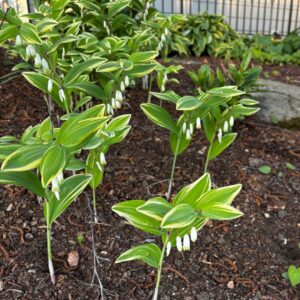 Variegated Solomon's Seal