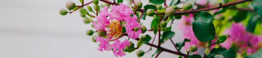 crape myrtle branch with flower