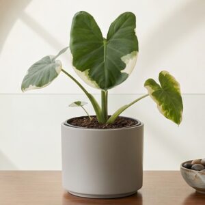 Alocasia Mickey Mouse