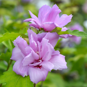 Ardens Rose Of Sharon