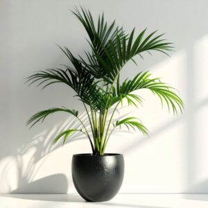 Areca Palm