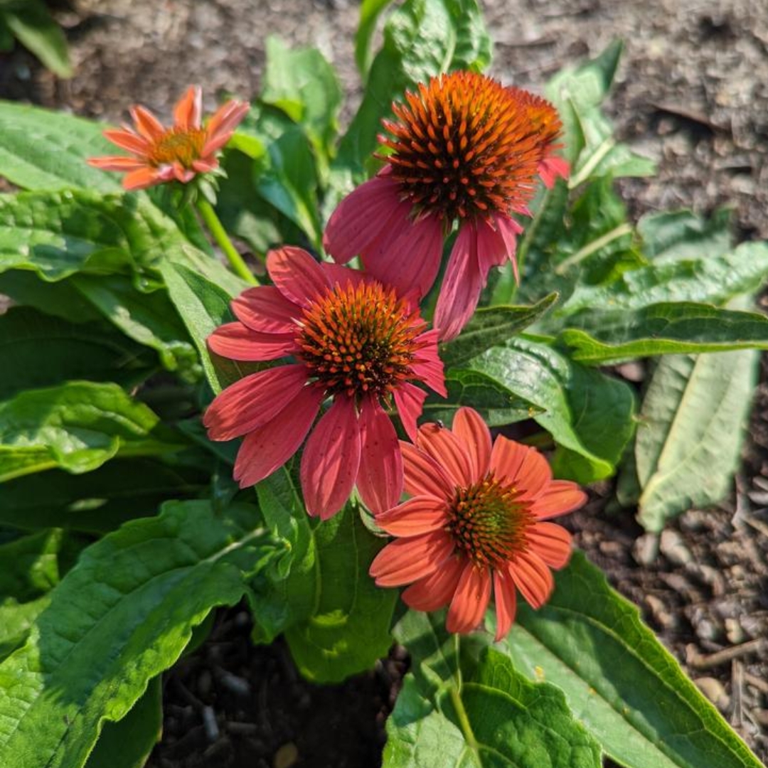Artisan Red Ombre Coneflower planted im landscape