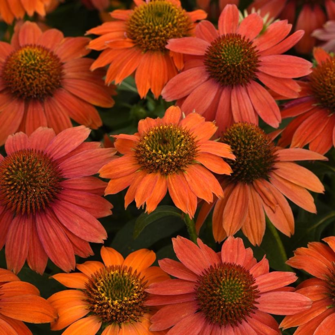 Artisan Red Ombre Coneflower cluster close up