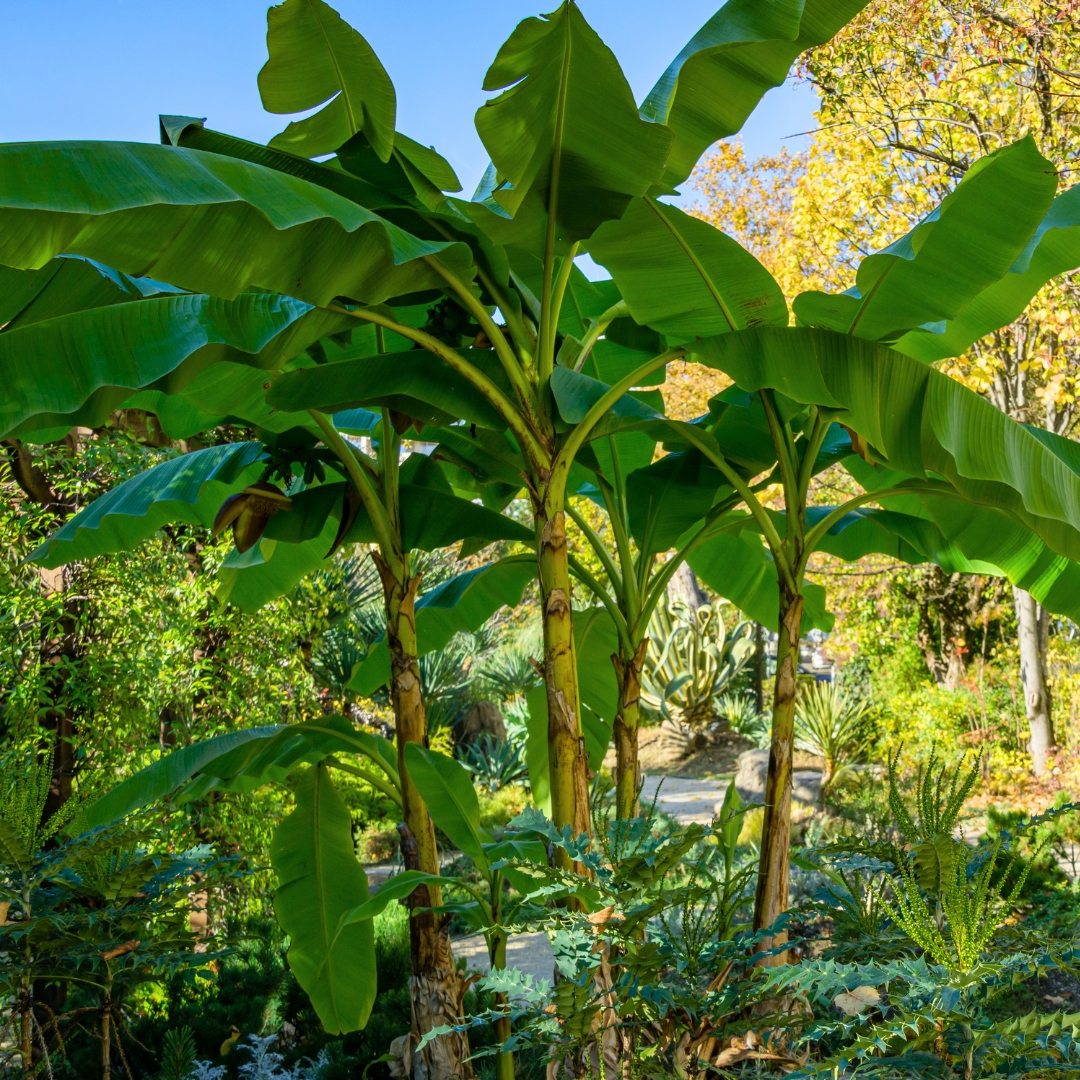 Banana Plant