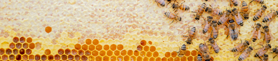 Bee Hive with bees and honey close up