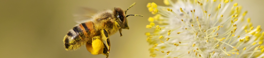Bee Pollinating yellow flower plant