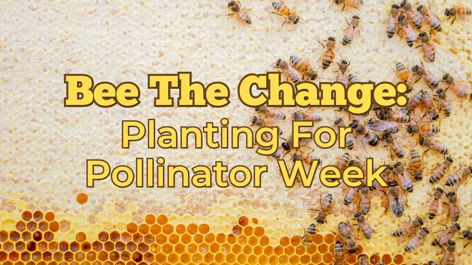 Bee the Change: Planting for Pollinator Week