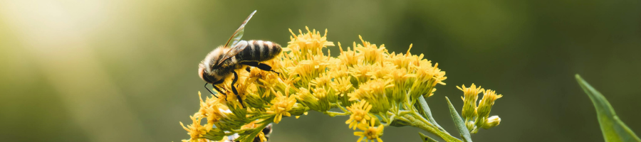Bee on yellow Flower 