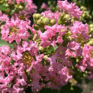 Bellini Guava Crape Myrtle