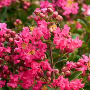 Bellini Raspberry Crape Myrtle