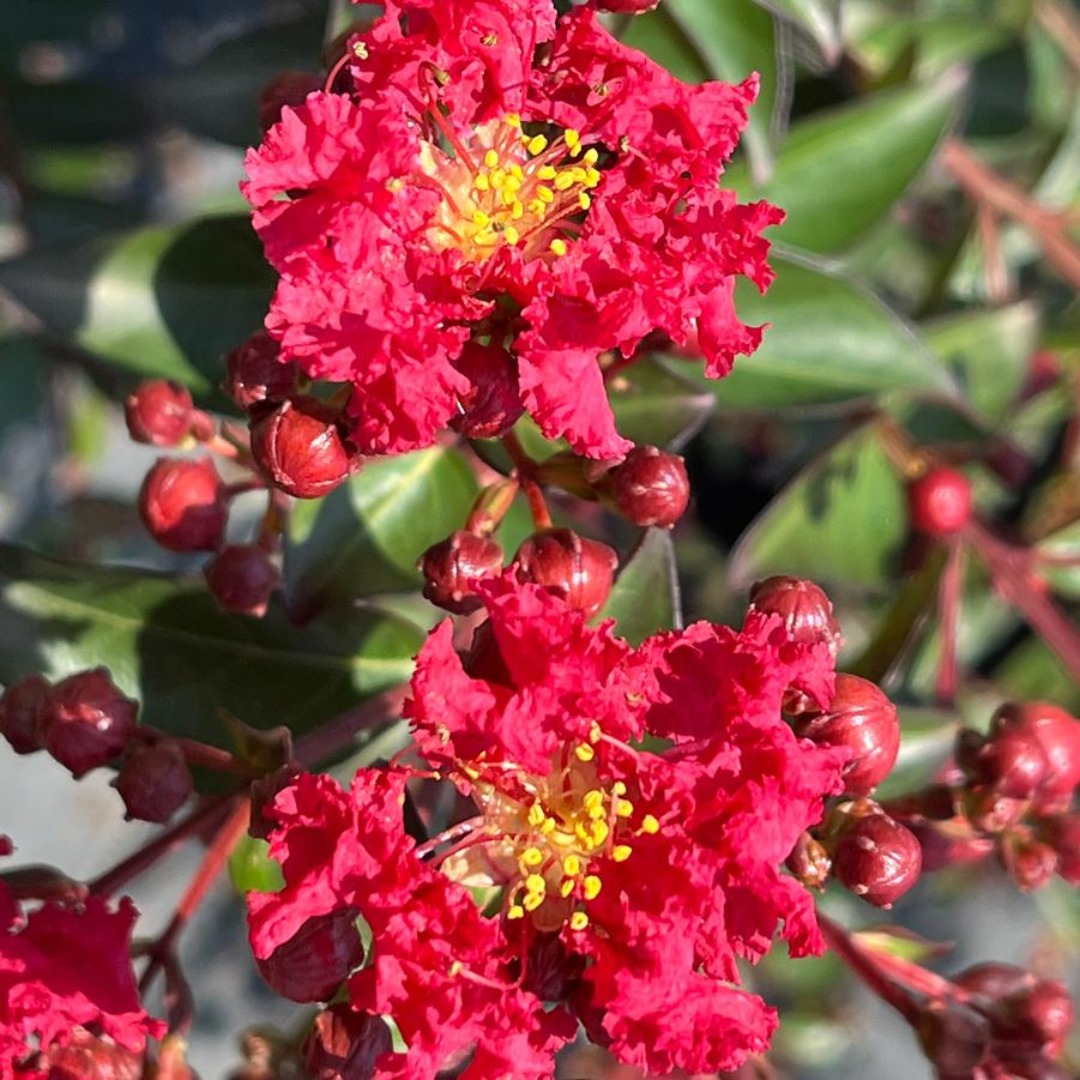 Bellini Strawberry Crape Myrtle bloom up close