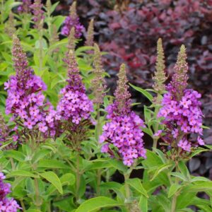 Birthday Cake Butterfly Bush