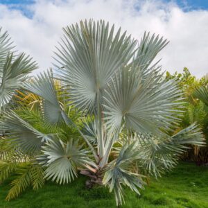 Bismarck Palm