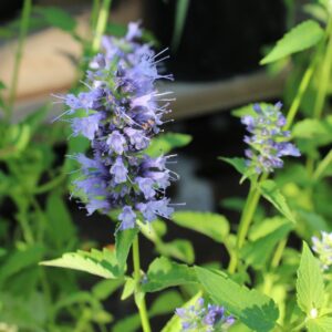 Black Adder Hummingbird Mint