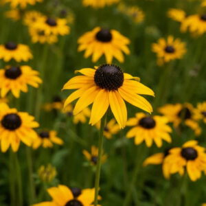 Black-Eyed Susan
