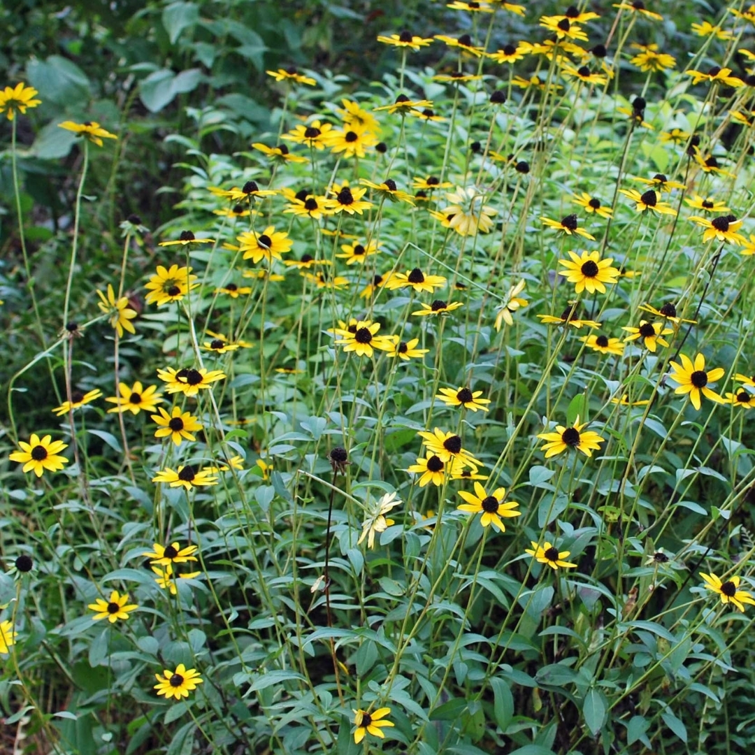 Black-Eyed Susan - Image 3