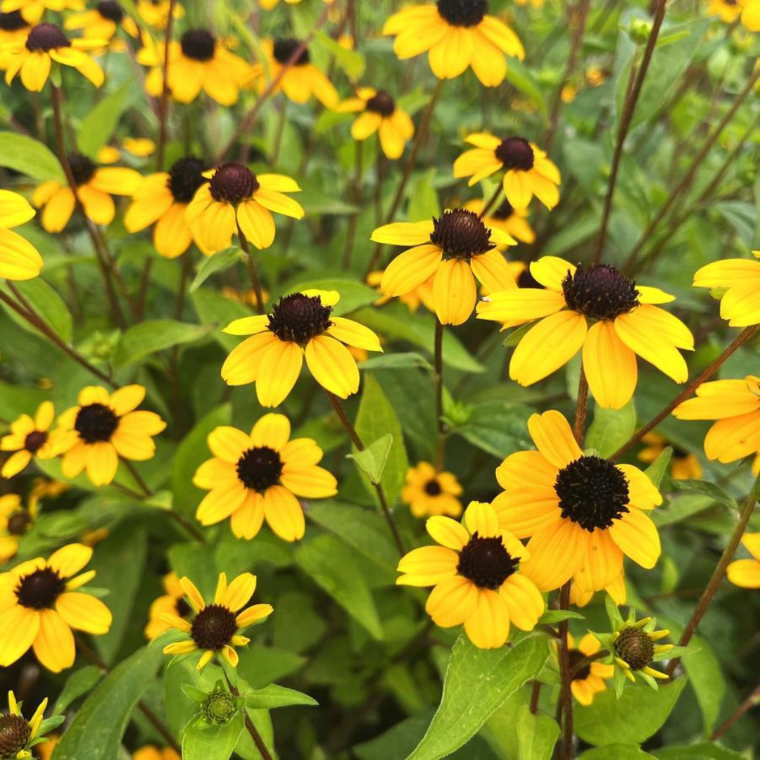 Black Jack Gold Brown-Eyed Susan blooms