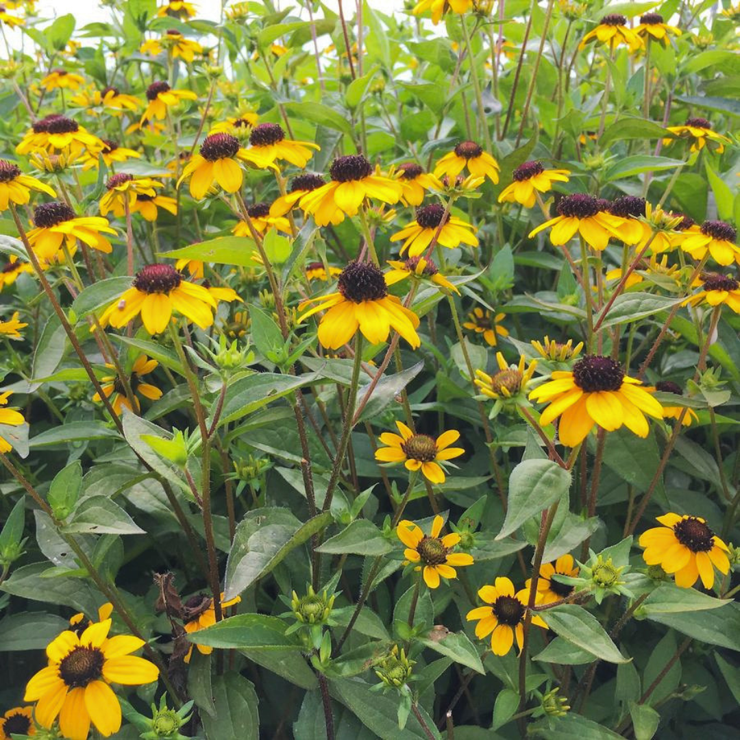 Black Jack Gold Brown-Eyed Susan - Image 3