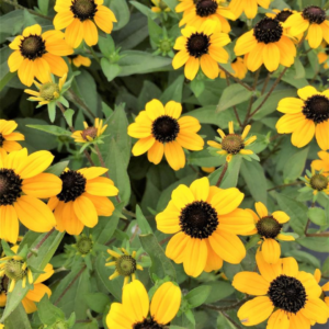 Black Jack Gold Brown-Eyed Susan