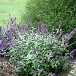Blue Chip Jr. Butterfly Bush