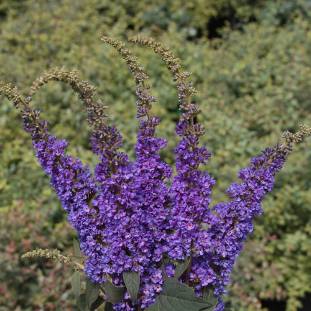 Blue Chip Jr. Butterfly Bush flowers