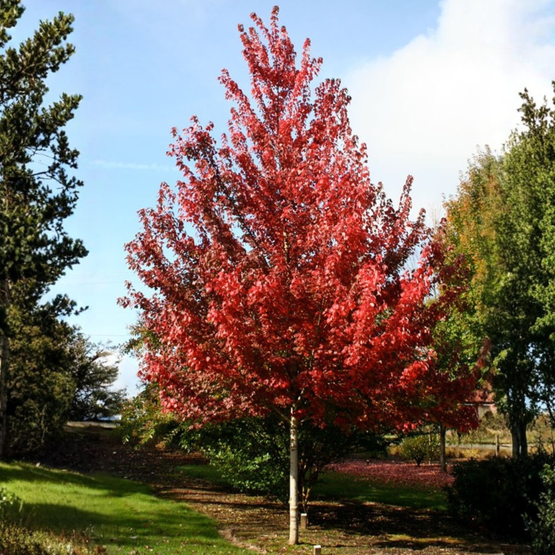 Brandywine Red Maple