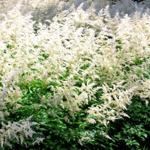 Bridal Veil White False Spirea