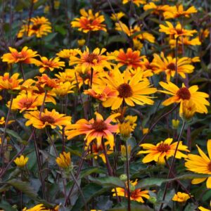 Burning Hearts False Sunflower