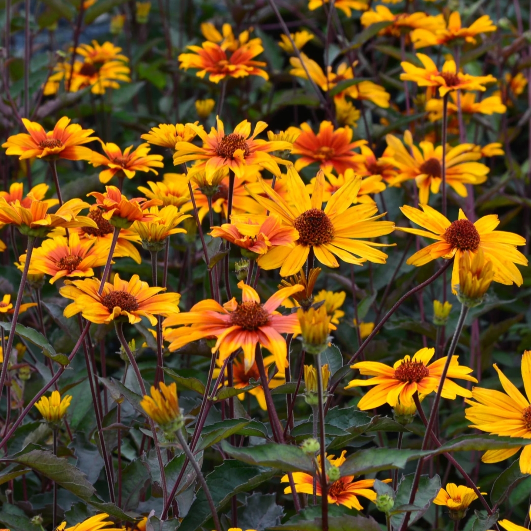 Burning Hearts False Sunflower