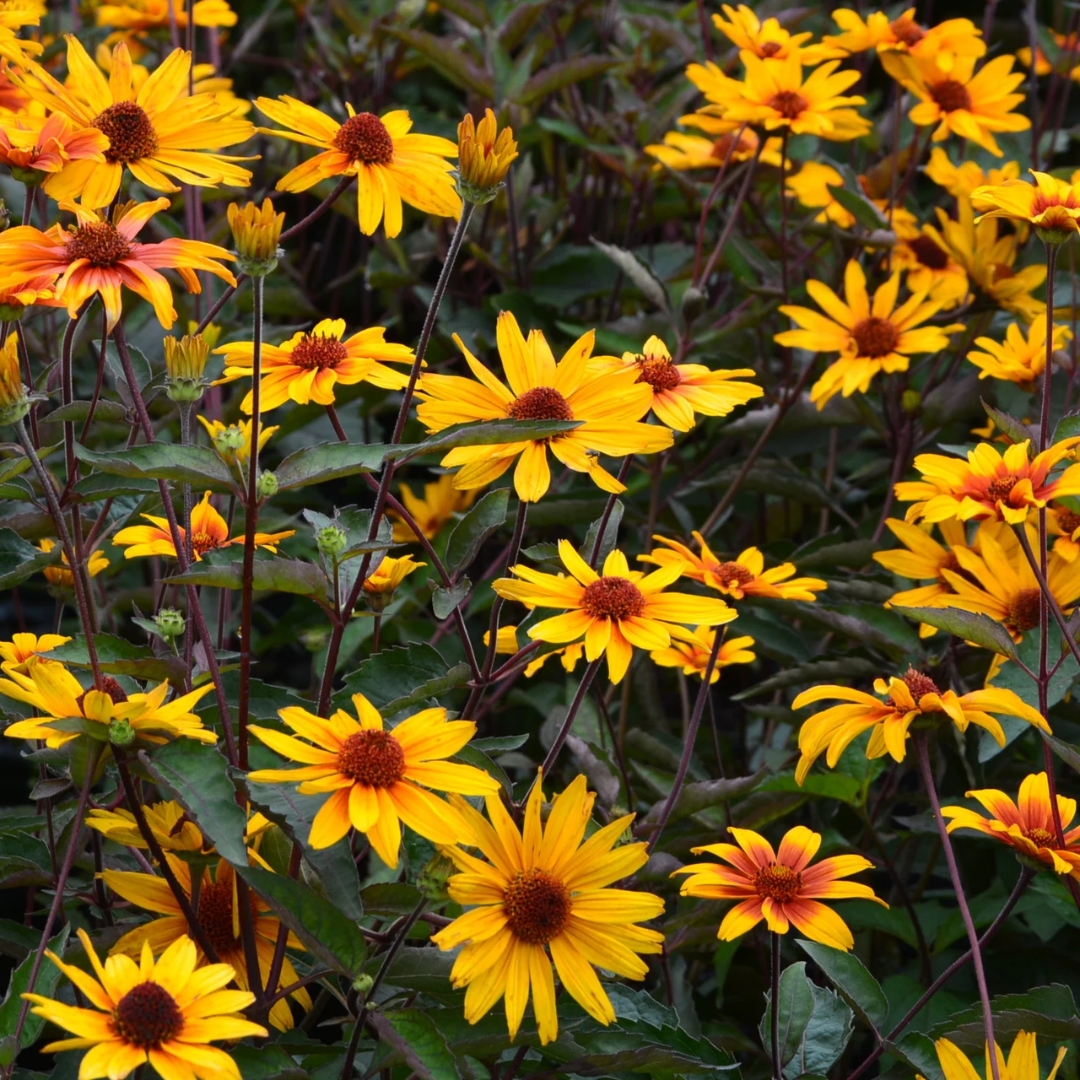 Burning Hearts False Sunflower full of flowers
