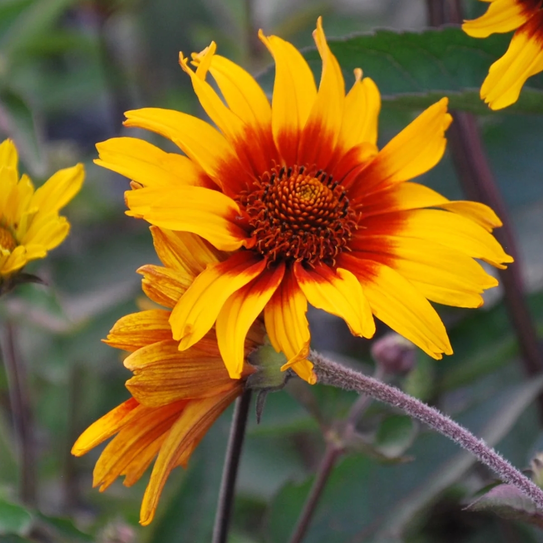 Burning Hearts False Sunflower up close flowers
