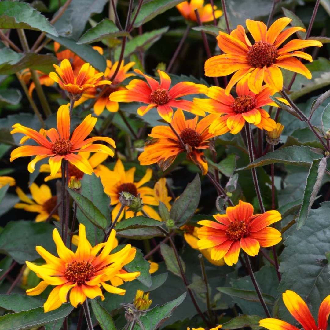 Burning Hearts False Sunflower flower cluster
