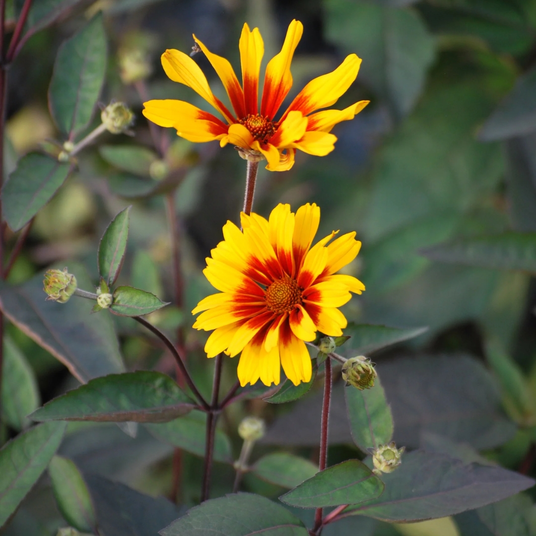 Burning Hearts False Sunflower two blooms
