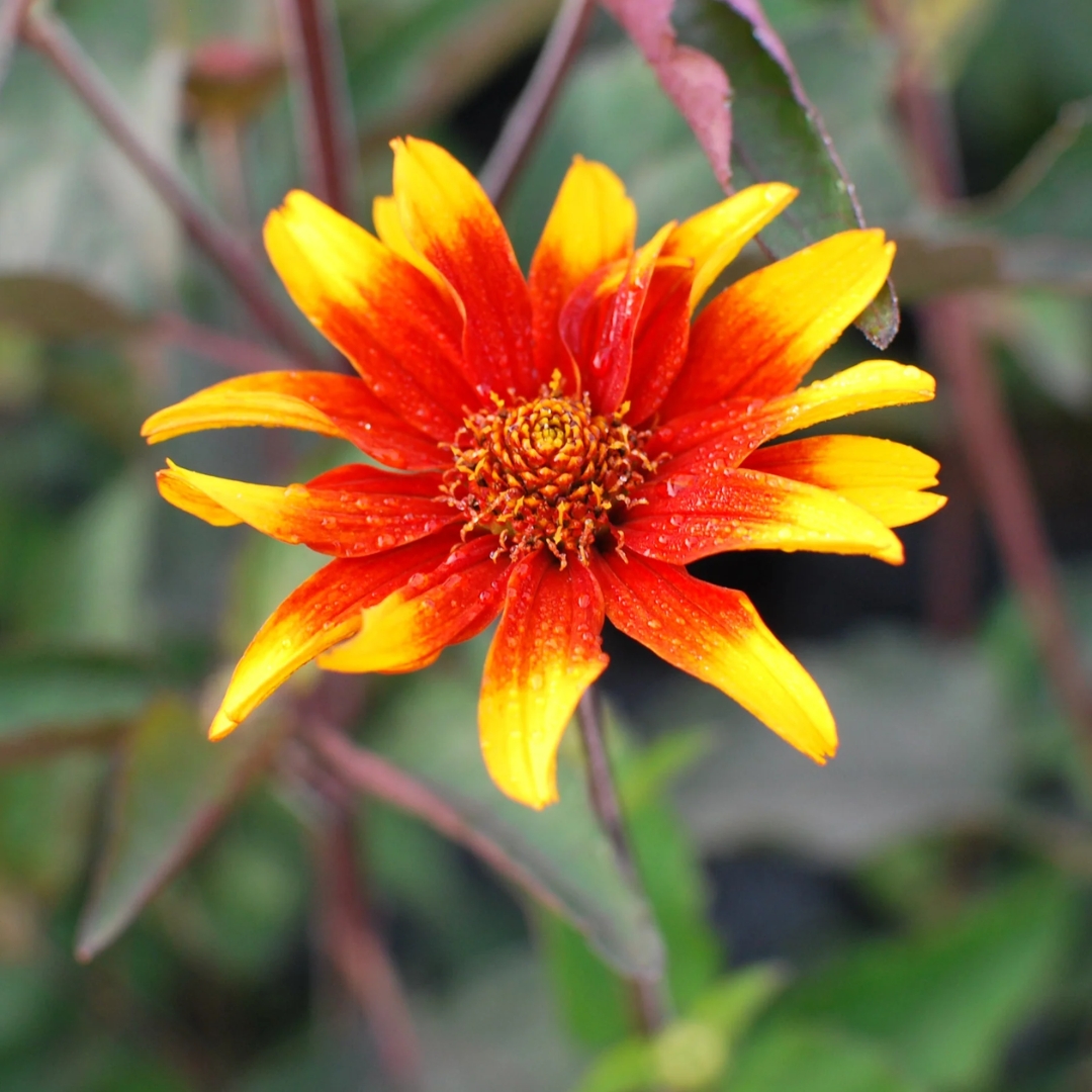 Burning Hearts False Sunflower single flower