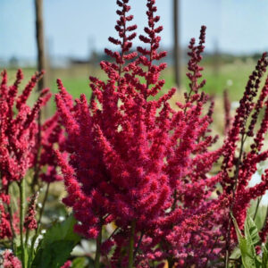Cardinal False Spirea