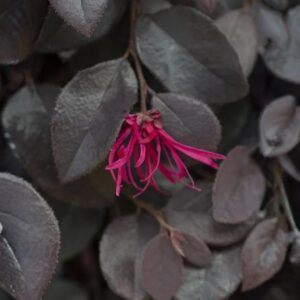 Cerise Charm Loropetalum