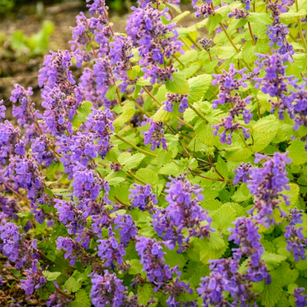 Chartreuse On The Loose Catmint up close