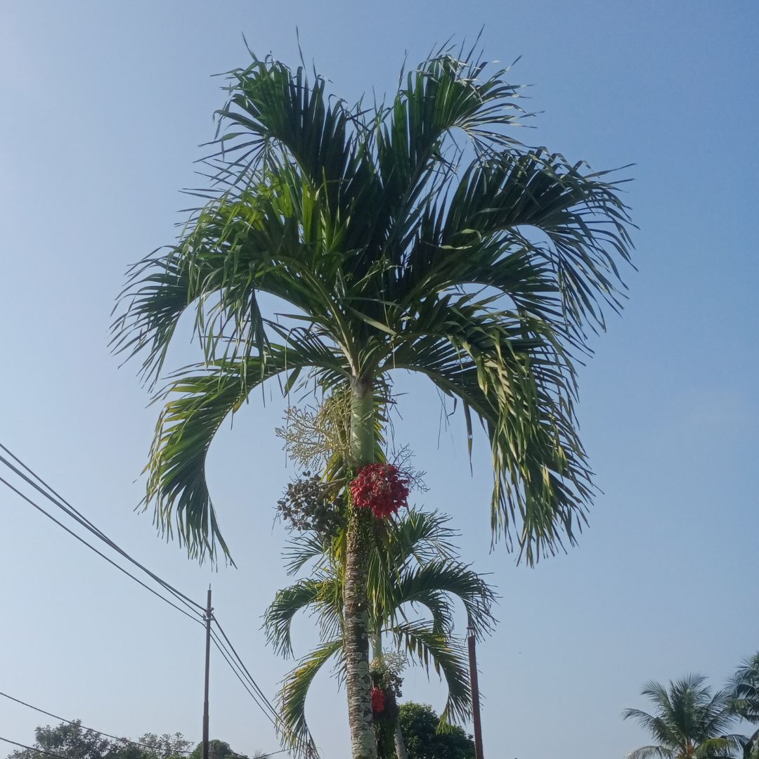 Christmas Palm tree matured
