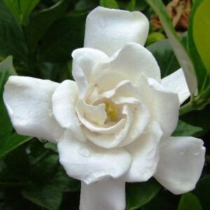 Chuck Hayes Gardenia