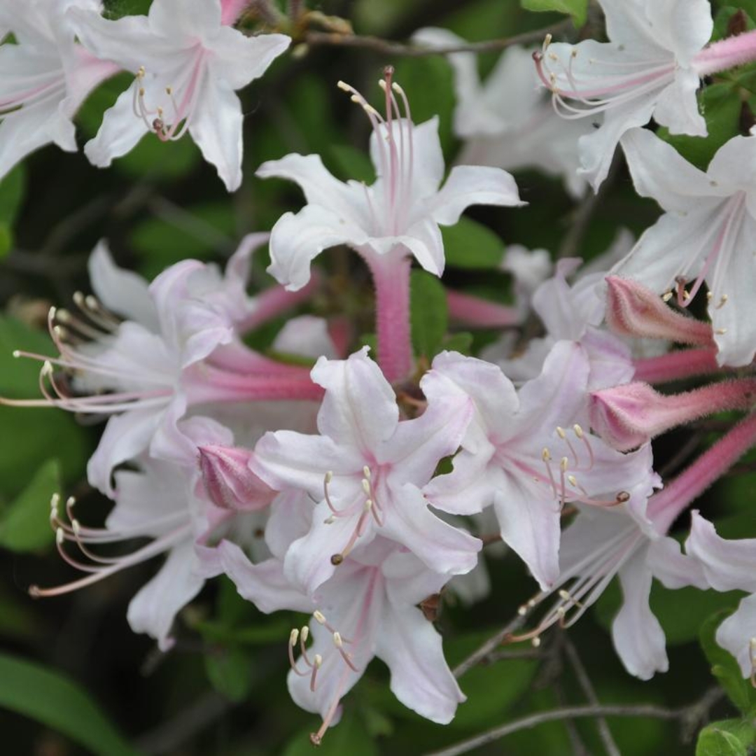 Coastal Azalea bloom cluster