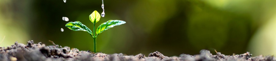 sprouting plant being watered