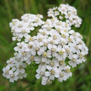 Common Yarrow