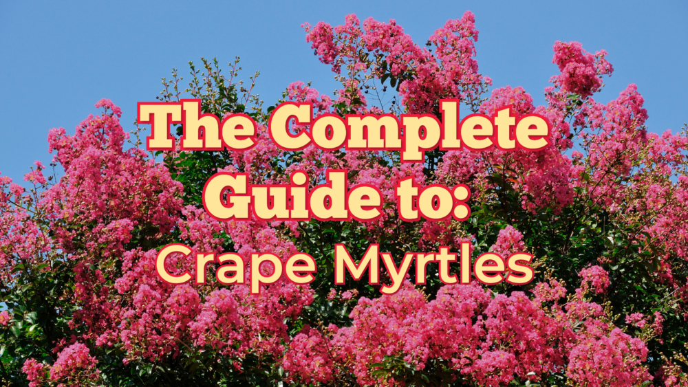 The Complete Guide To: Crape Myrtles