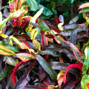 Croton Mamey