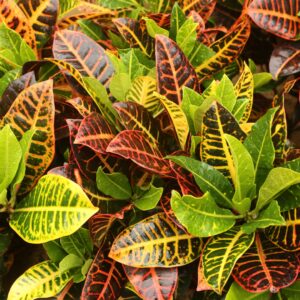 Croton Petra