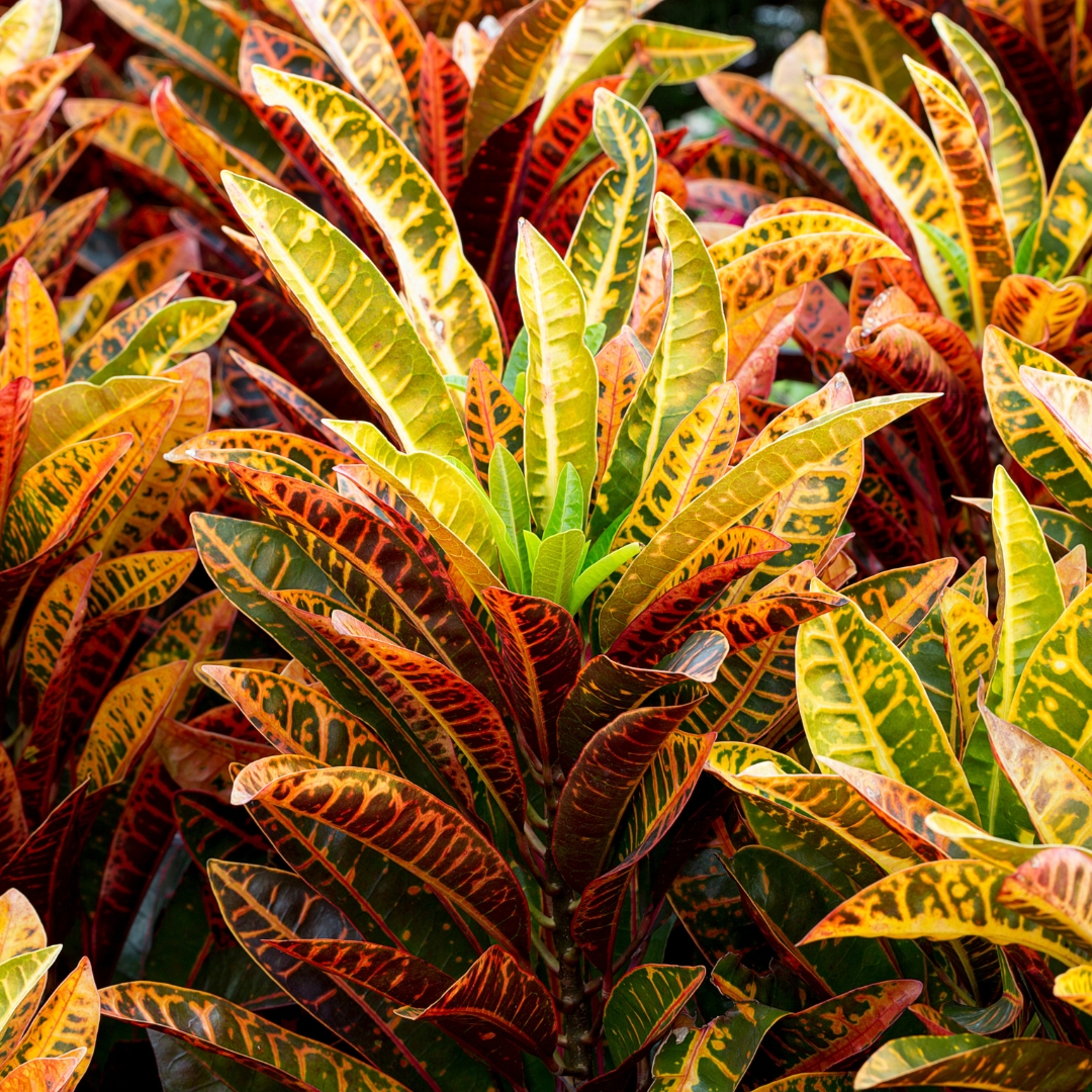 Croton Petra plants foliage