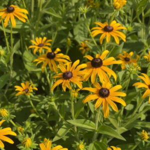Deam's Black-Eyed Susan